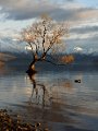 That_Tree_Wanaka_130917_100e