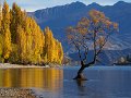 That Tree, Wanaka